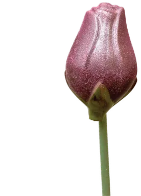 Tulipe mauve